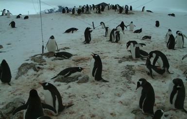 Украинским школьникам поручили пересчитать всех пингвинов Антарктиды