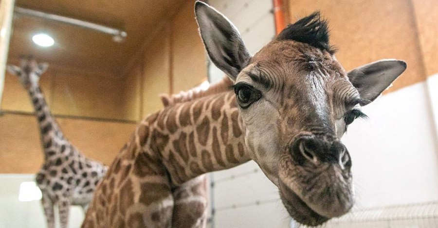 В Одесском зоопарке пополнение: родился третий в Украине жирафенок