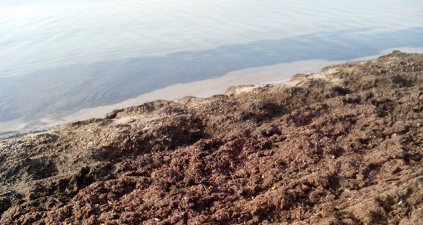 Пляжи Бердянска снова завалило смрадными водорослями