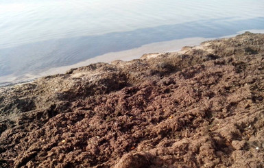 Пляжи Бердянска снова завалило смрадными водорослями