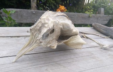 В Новой Зеландии выловили скелет загадочного морского чудовища