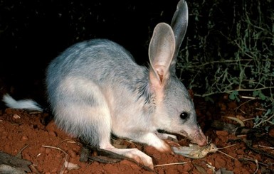 В Австралии на волю отпустили редкое животное, которое в дикой природе не видели более 100 лет