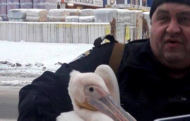 В Харькове полторы недели ловили пеликана-путешественника