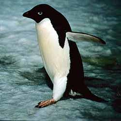 Лысому пингвину сшили гидрокстюм 