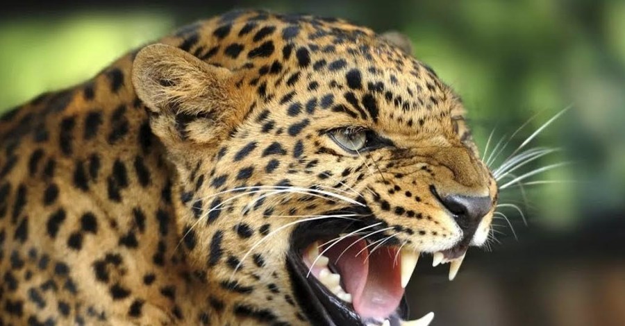 Леопард загрыз трехлетнего ребенка в Индии
