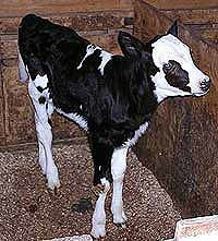 Родился первый в мире клонированный теленок 