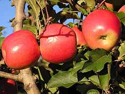Созданы настоящие заколдованные яблоки 
