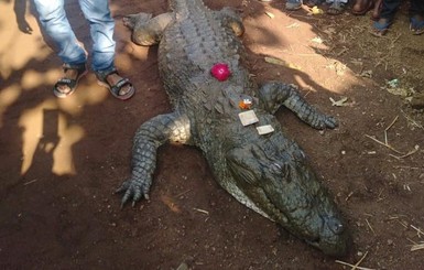 В Индии 500 человек пришли на похороны крокодила