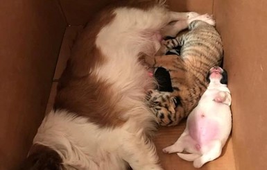 В зоопарке Васильевки собака удочерила тигренка