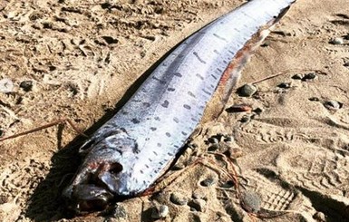 На берег Японии выбросило самую длинную рыбу в мире