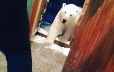 На Новой земле нашествие белых медведей, введен режим ЧС