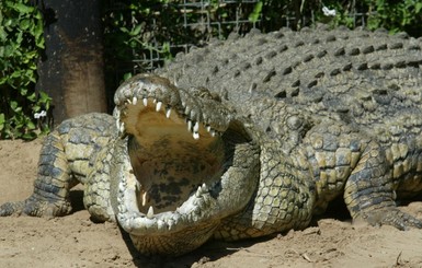 Крокодил сожрал индонезийского мигранта на глазах у его племянника