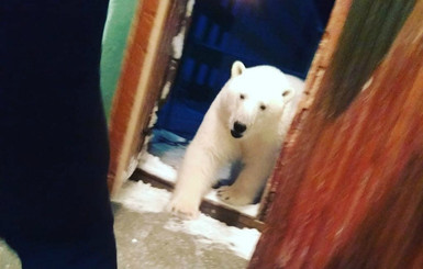 Белых медведей, напугавших поселок в Архангельской области, могут усыпить и поставить на них датчики
