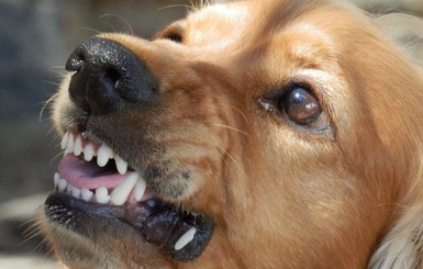 В Николаевской области собака загрызла насмерть девушку