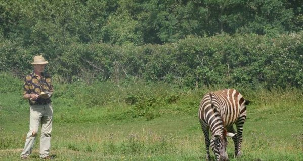 Британские ученые узнали, почему зебра полосатая