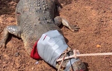 В Австралии крокодила закрыли в тюремной камере, чтобы он ел собак
