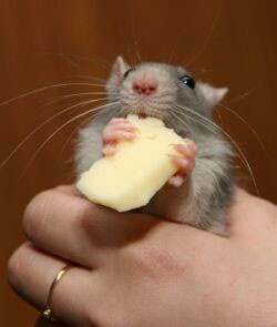 Проверено на крысах: чипсы и сухарики замедляют развитие организма! 