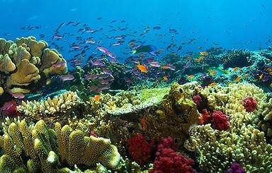 Биологи впервые за несколько веков нашли многокилометровый коралловый риф