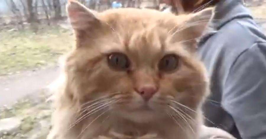 Кропивницкого кота Жору, пропавшего в январе, хозяева нашли после сюжета о чудесном спасении