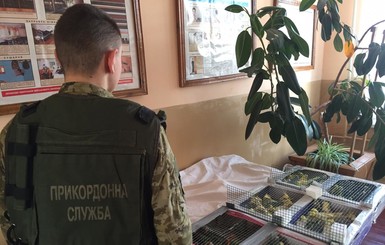 Под Житомиром украинец пытался контрабандой пронести в Беларусь 150 попугаев