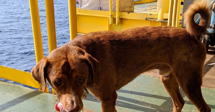 Рабочие Таиланда спасли раненую собаку, уплывшую за 220 километров