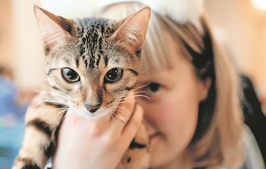 Научно доказано: кошки понимают человеческую речь