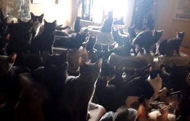 Соседи взбунтовались - у канадца в квартире проживало 300 кошек