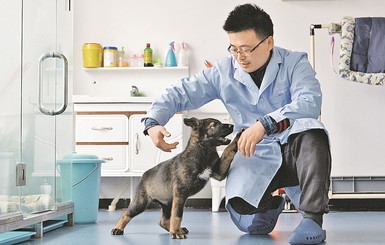 Китайцы клонировали собаку-Шерлока, чтобы не тратить время на обучение
