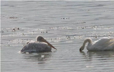 На озере Сиваш стая лебедей приютила розового пеликана 