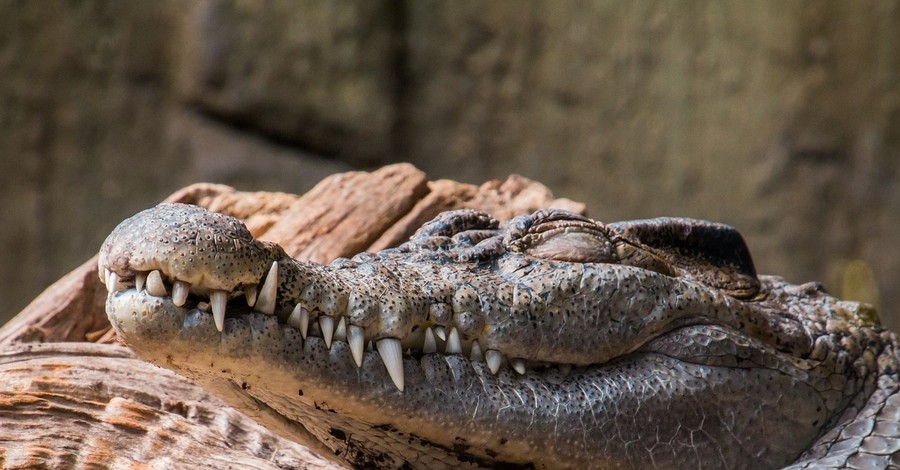 На Соломоновых островах ловили крокодила-убийцу и застрелили невиновных рептилий