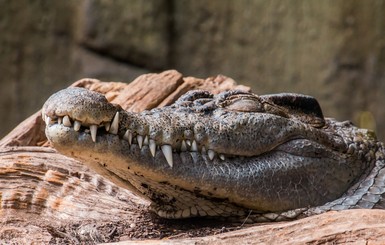На Соломоновых островах ловили крокодила-убийцу и застрелили невиновных рептилий