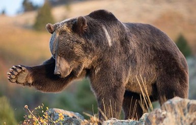 Канадец отбился от медведя гризли и остался жив