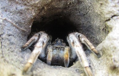 Жителей Харьковской области напугали большие пауки