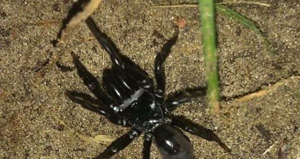 Украинцев напугал смертоносный паук, на деле оказавшийся его не менее опасным сородичем