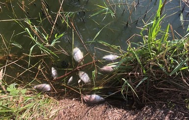 Мор рыбы в Винницкой области: рыба гибнет уже почти неделю 