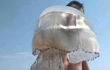 На Азовском море нашествие гигантских медуз