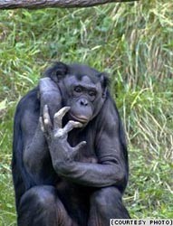 Европейский суд может признать шимпанзе личностью 