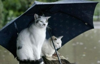 Завтра, 25 июля, в Украине пройдут умеренные дожди