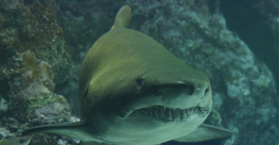 Во Флориде участились нападения акул 