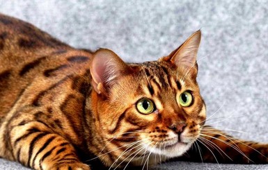 Милые, пушистые и очень недешевые: топ 10 самых дорогих кошек в мире
