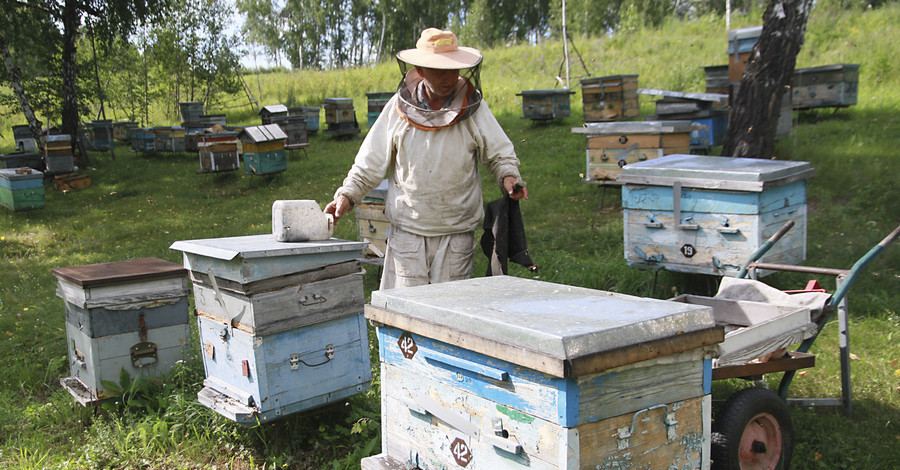 Проверка слуха: украинские пчелы гибнут из-за пестицидов?