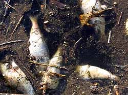 Из Азовского моря вынесло 300 килограмм мертвой рыбы 