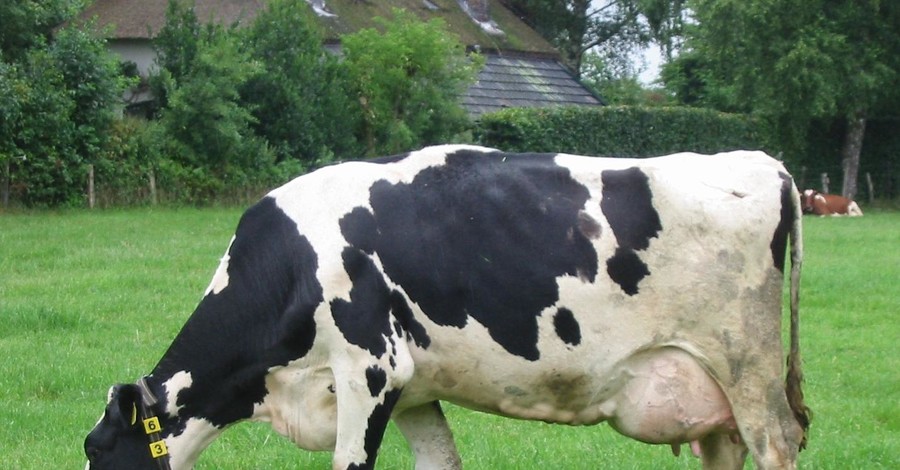Умерла первая в мире клонированная корова