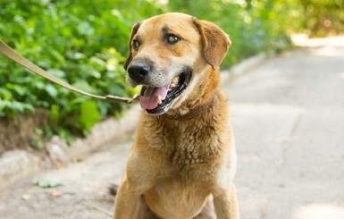 В Харькове спасли слепого пса – гулял один и провалился в канализацию