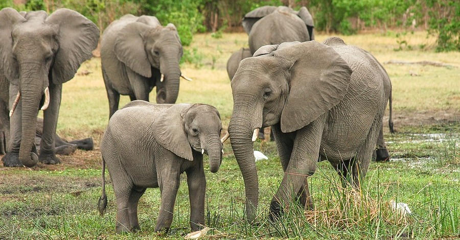От голода в Африке погибли 55 слонов
