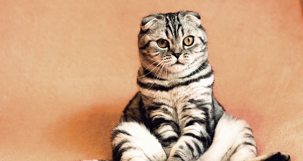Кошка-массажистка заставила хозяина кряхтеть от удовольствия