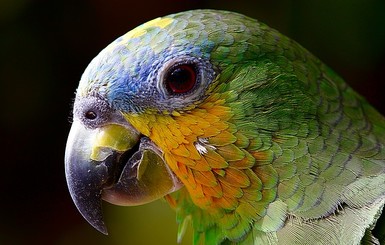 В Колумбии попугай сделал себе 
