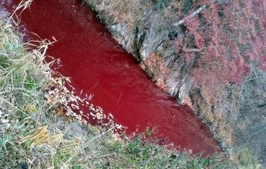 Река в Южной Корее покраснела из-за крови убитых свиней 