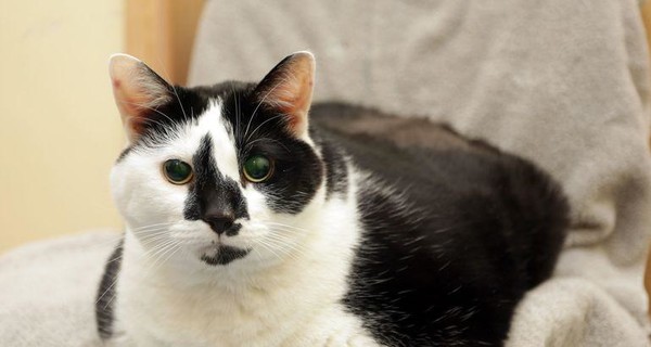 В Великобритании кошку посадили на диету - она не могла вылизываться