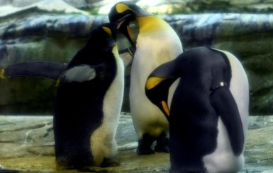В Голландии пингвины-геи выкрали яйцо после того, как не удалось высидеть птенца из камня 